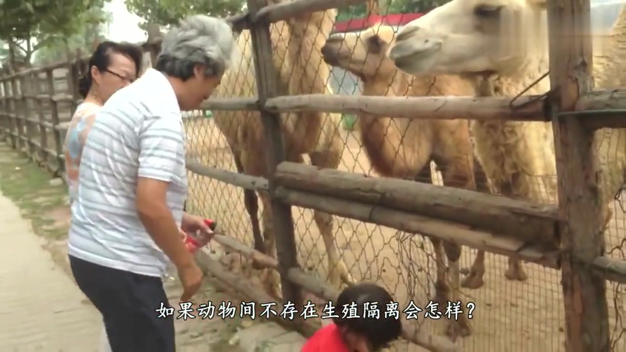 如果动物间不存在生殖隔离会怎样骆驼:不存在,骆驼家族很乱