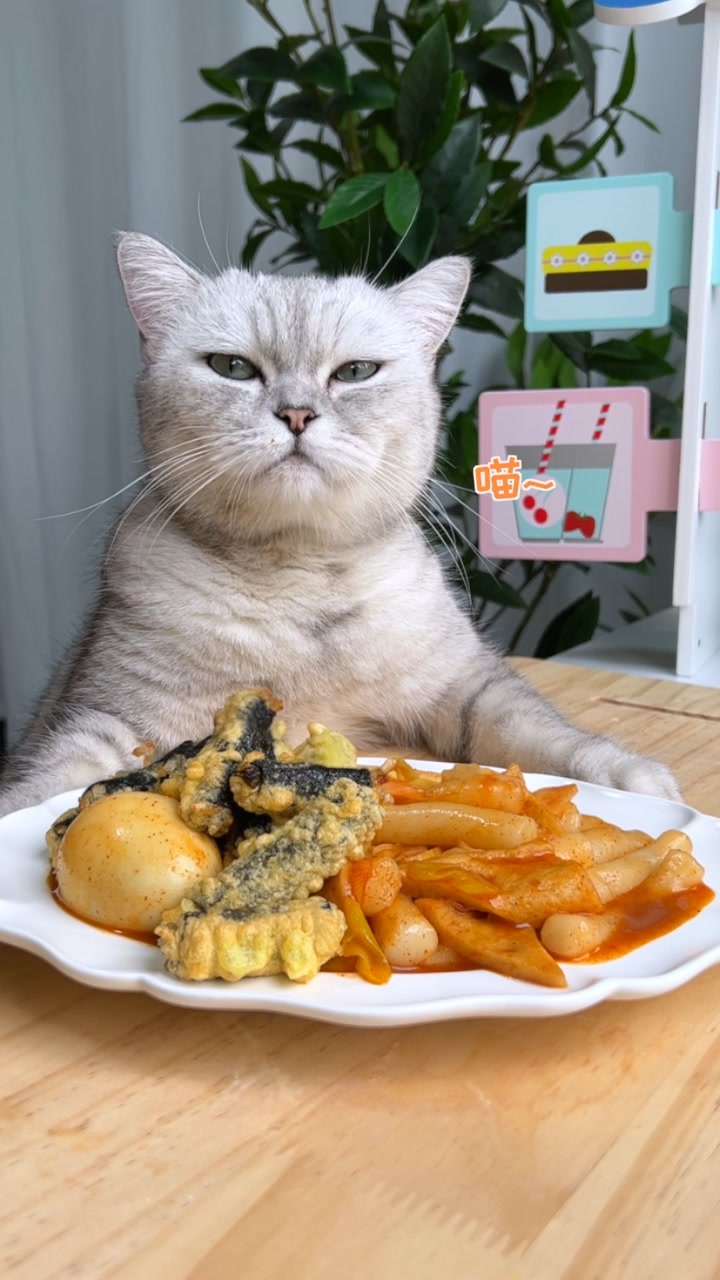 料理猫王的个人页
