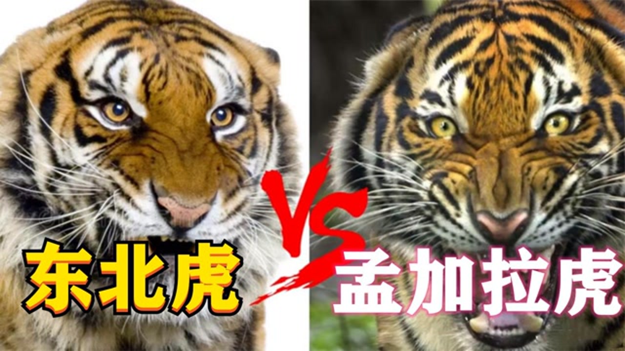 东北虎vs孟加拉虎,谁才是真正的虎中王者?东北虎真的太虚胖了?