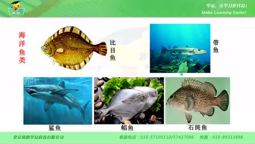 新版八年级生物上册5.1.4 鱼