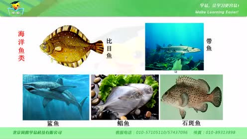 新版八年級(jí)生物上冊(cè)5.1.4 魚(yú)