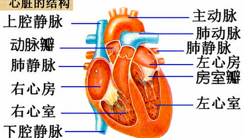 北师大版七年级生物下册第九章 人体内的物质运输