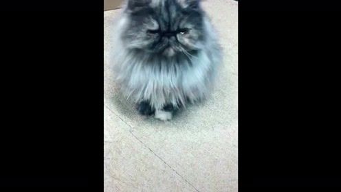 啊q，阿q正传