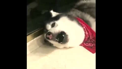 大耳朵图图主题曲简谱_大耳朵图图简谱