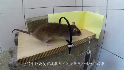 鹦鹉简谱_鹦鹉卡通图片