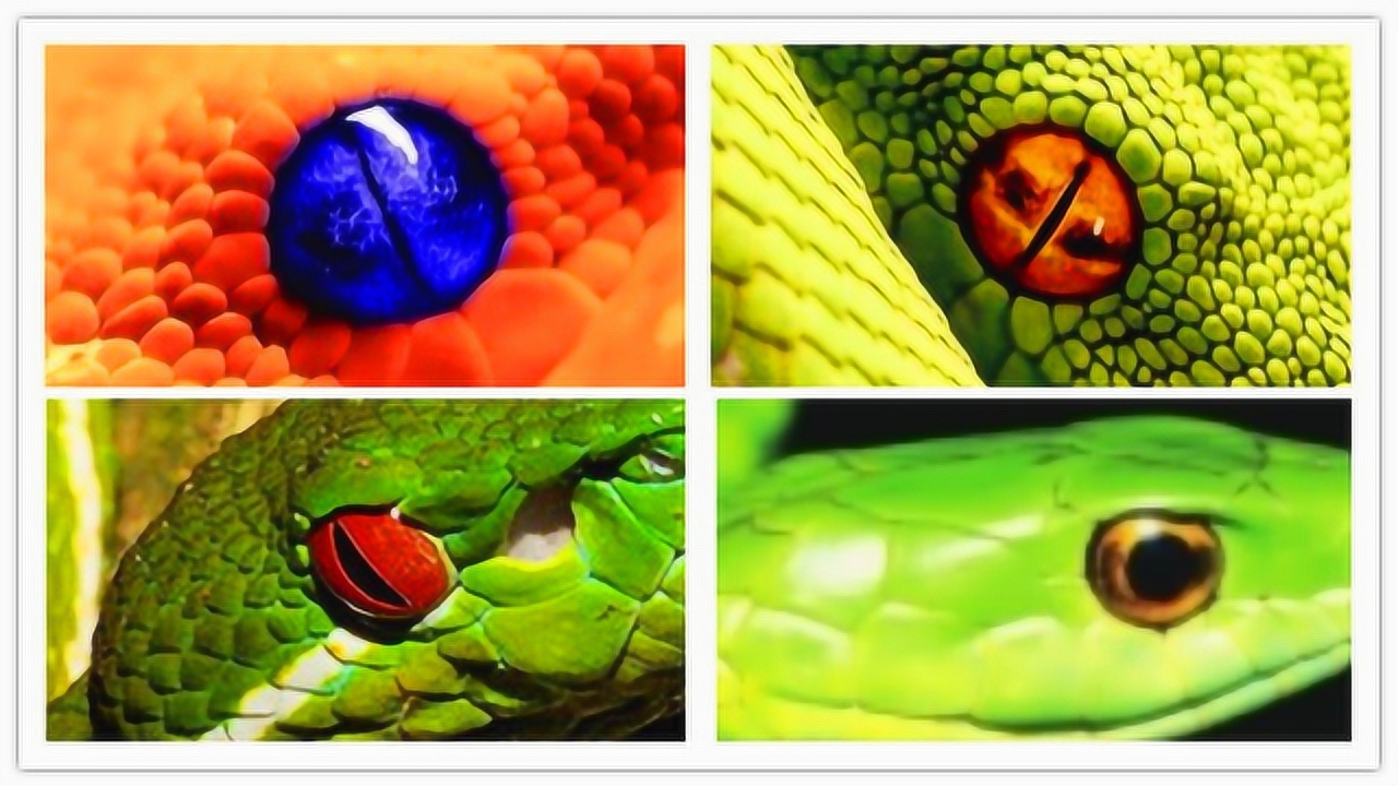 梦到蛇盘在柱子上，深层次的心理解析与寓意探索