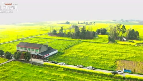 云赏花|成都邛崃冉义镇万亩油菜花田