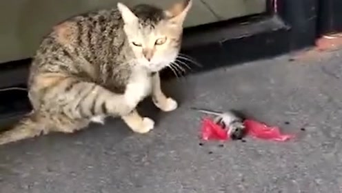 老鼠为逃生在猫面前装死,还假装北风吹走了,真是本命年成精了
