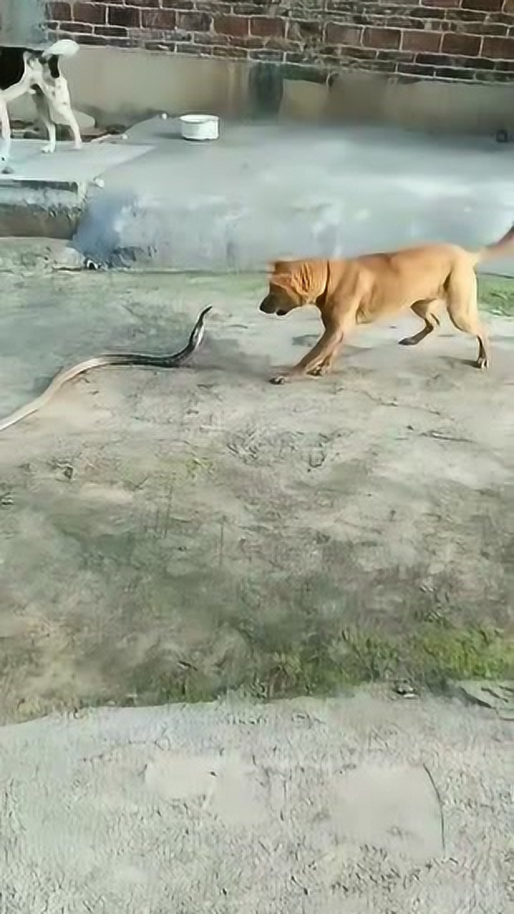 狗与蛇的大战一触即发,场面太激烈