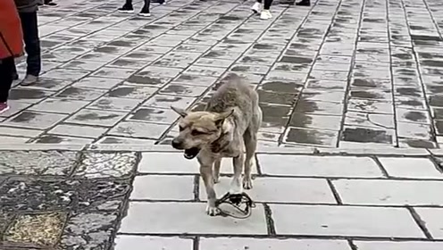 旅游时遇到的一幕,狗子的腿被猎人的夹子夹断了,好可怜啊!