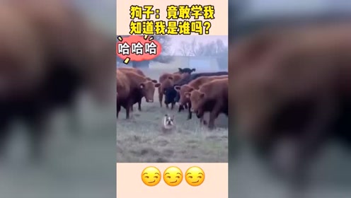 动物们的搞笑瞬间，牛牛们学起了狗子的步伐，