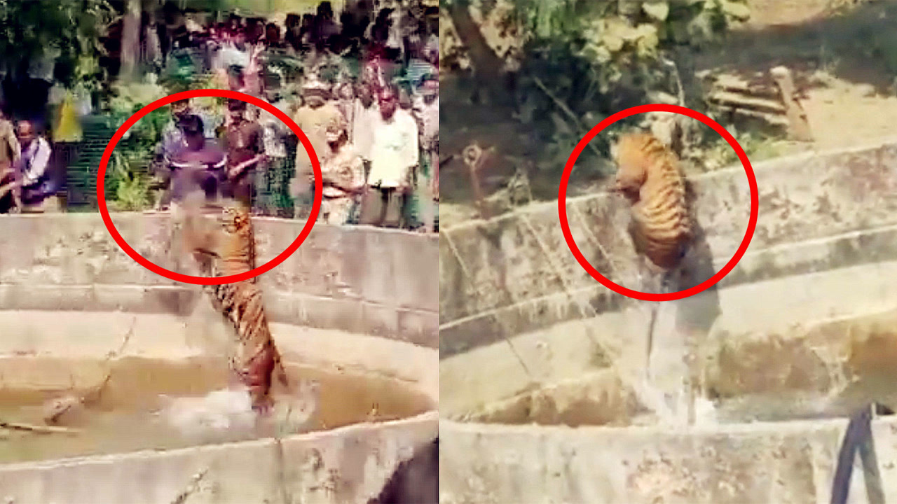 实拍:印度一只老虎坠入井中 一跃跳上数米高墙 男子围观险被咬!