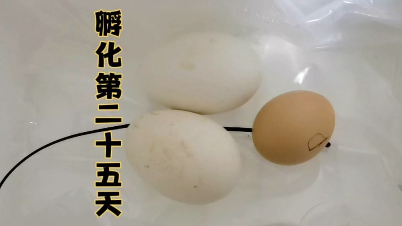 鹅蛋孵化第二十五天:照蛋时熊看见小鹅在蛋壳里动,太