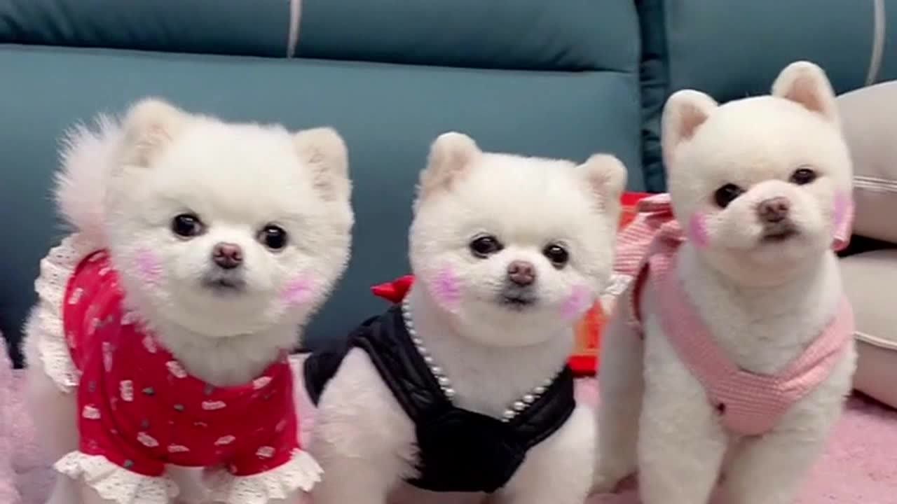 闹闹 九九 丫头真是讨人喜欢的博美犬,好可爱呀
