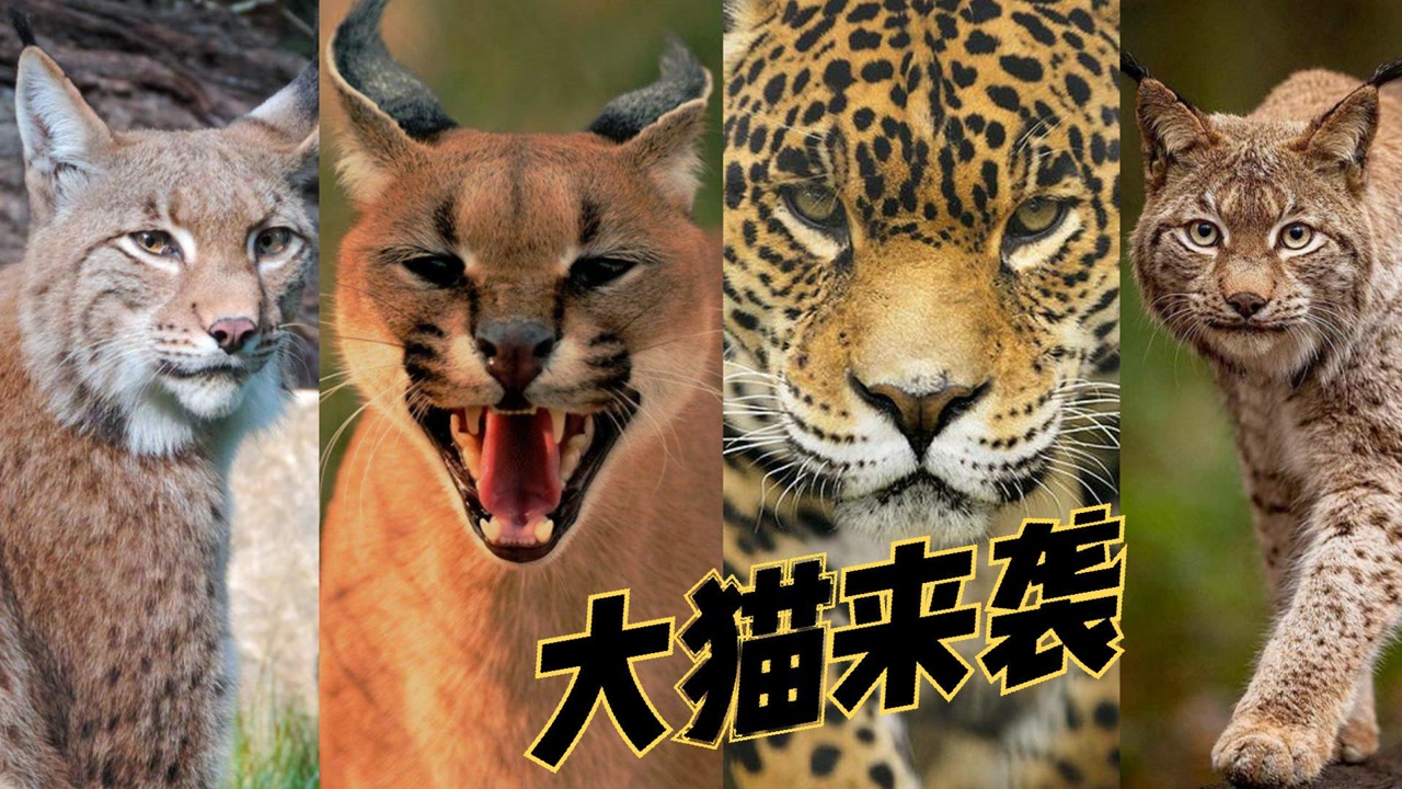 捉飞禽,逮走兽,猫科动物到底有多少狠角色