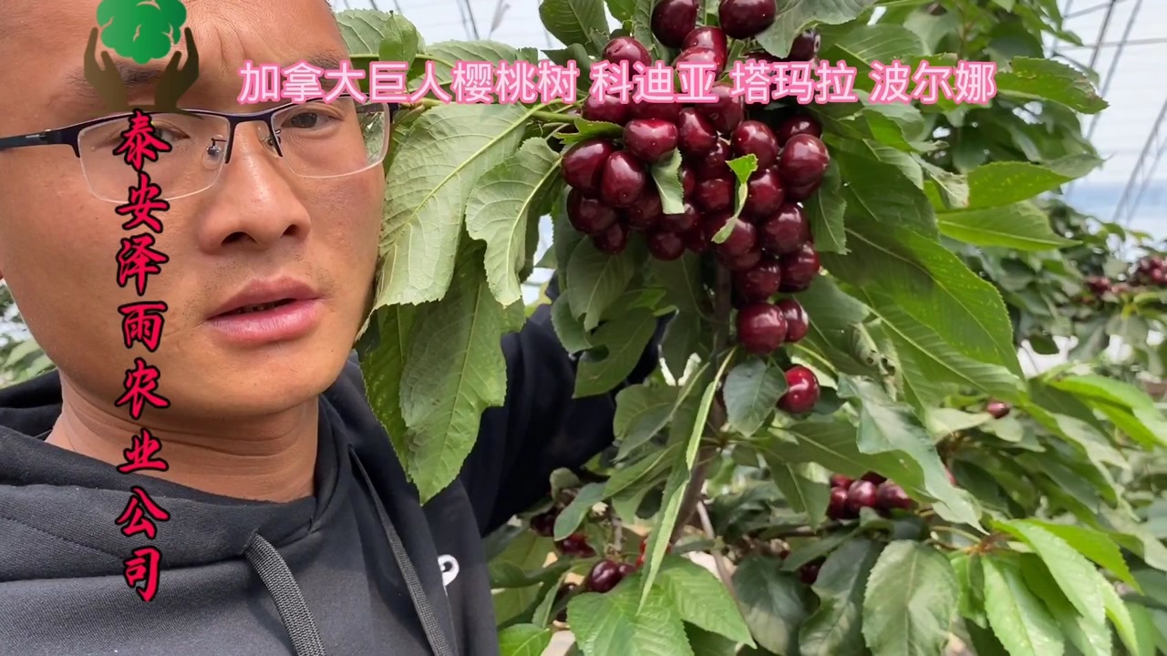深入了解加拿大巨人樱桃苗 吉6根系加拿大巨人樱桃苗
