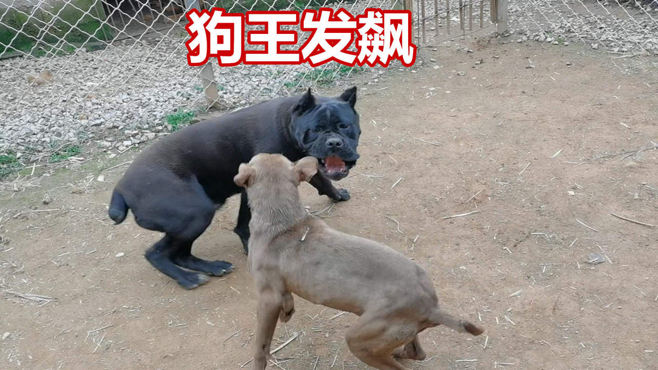 狗王比特犬发怒,战斗力强悍,顺便给它取了个霸气的名字