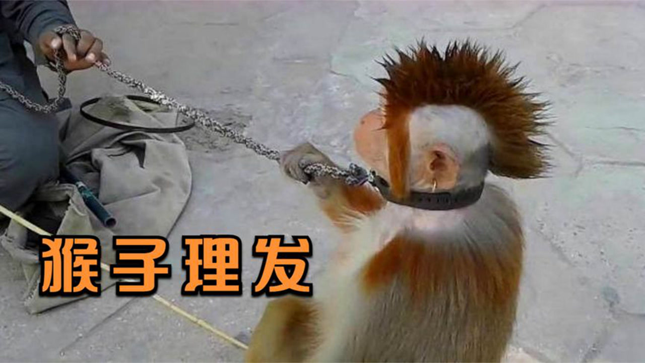 主人给猴子换了个发型,看起来简直太潮了,分明像个人!