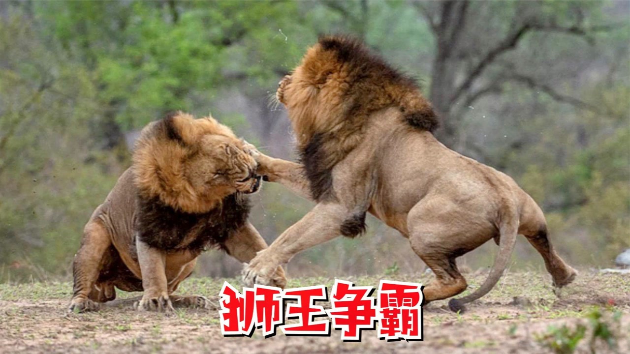 狮王争夺战:老狮王为保王位!凶猛的迎击两头强壮的雄狮