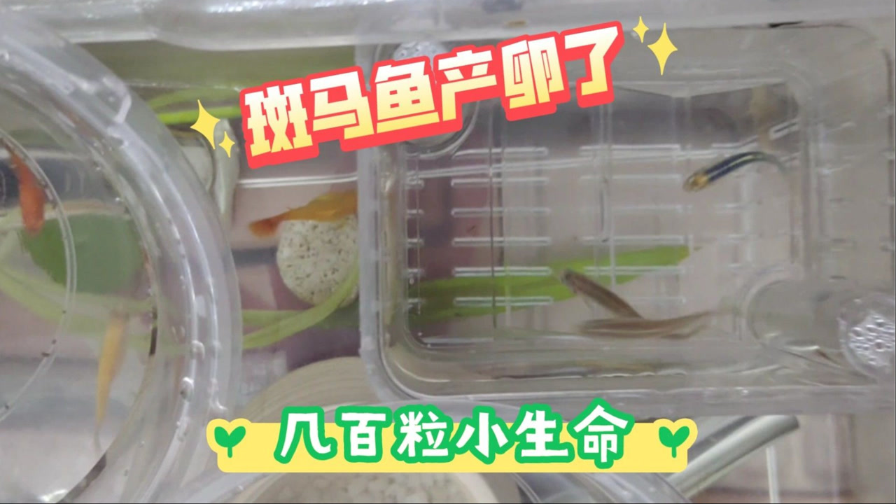 几分钟几百粒鱼卵,斑马鱼繁殖产卵视频,公鱼和温度都要准备好