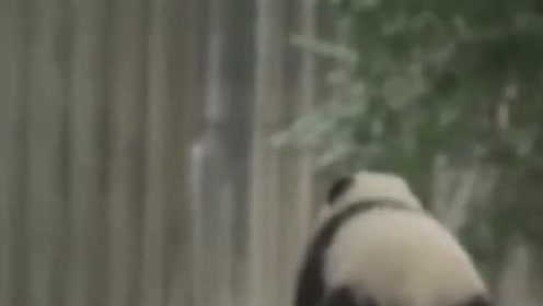 成语萤窗什么案_山窗萤幼虫