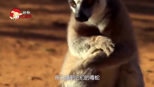 狐狸吓人恶搞视频，狐狸搞笑视频