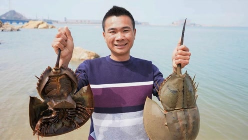 渔人阿烽:阿烽去花甲田赶海,发现两只巨型甲壳虫,吓得大喊有怪物!