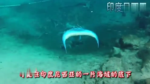 潜水员意外发现2只"美人鱼"被困在了笼子中,得知真相后立马报警