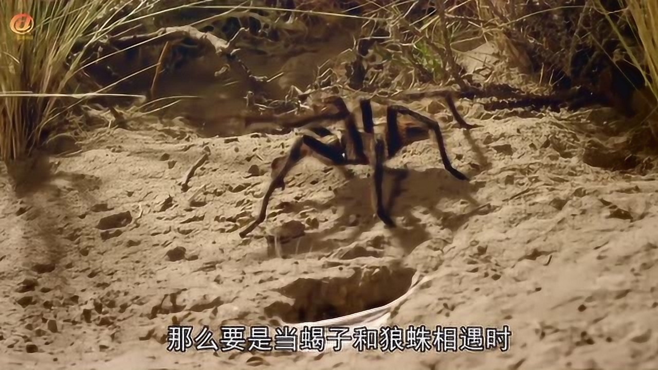 狼蛛vs蝎子,面对蝎子的围追堵截,狼蛛的举动网友看愣了!