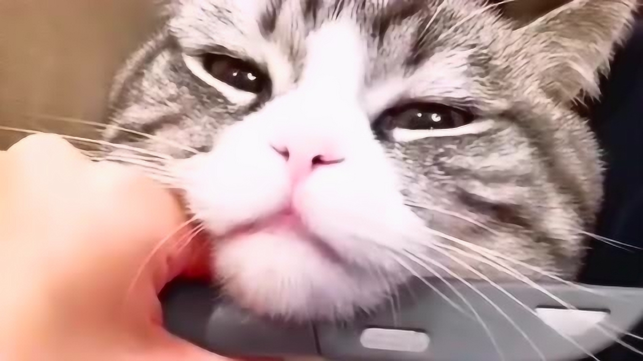 问猫咪我帅不帅,猫咪一个劲的点头,这是个爱说真话的好猫!