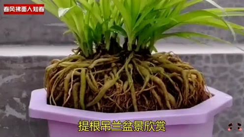 提根吊兰盆景欣赏!是不是别样的美?