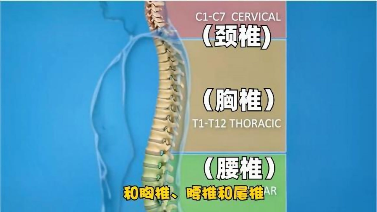 颈椎的忠告:给不好好照顾颈椎的你,不要让坏习惯压垮我们的颈椎