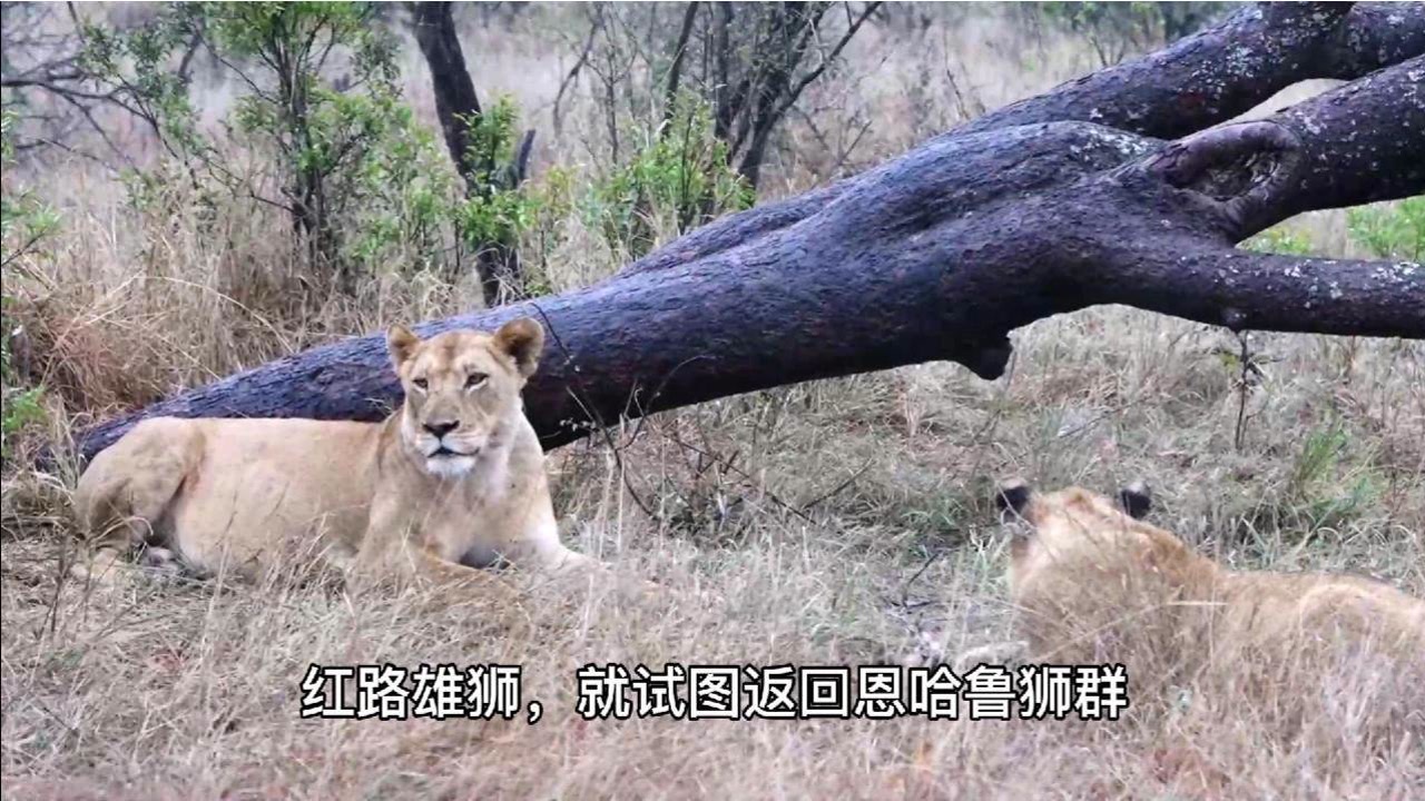 红路雄狮:迟迟未能融入狮群,错过三头野牛的大餐,前路难行