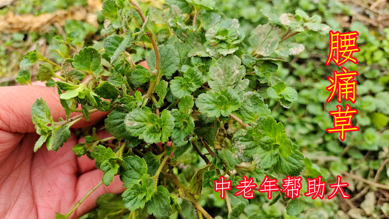 农村常见的"腰痛草,很多人不懂它的用途,跟着镜头了解下