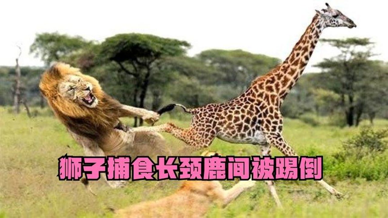 狮子捕食长颈鹿,愤怒的长颈鹿直接用绝招,狮子瞬间被