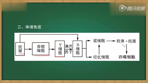 高中生物必修三《稳态与环境》2.4 免疫调节