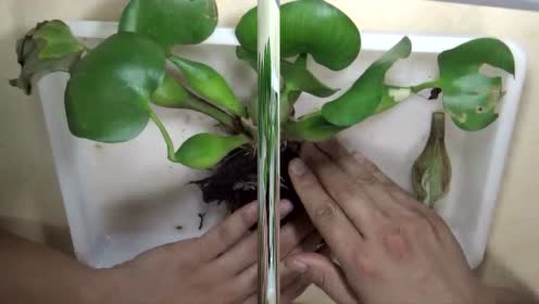 教科版一年级科学上册第1单元 植物2.观察一棵植物