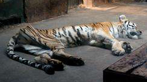 动物园的老虎伤人后,会被怎么处置?看完才知道"代价"这么大!