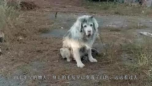 The Tibetan Mastiff Which Has Been Raised For 16 Years Has Its