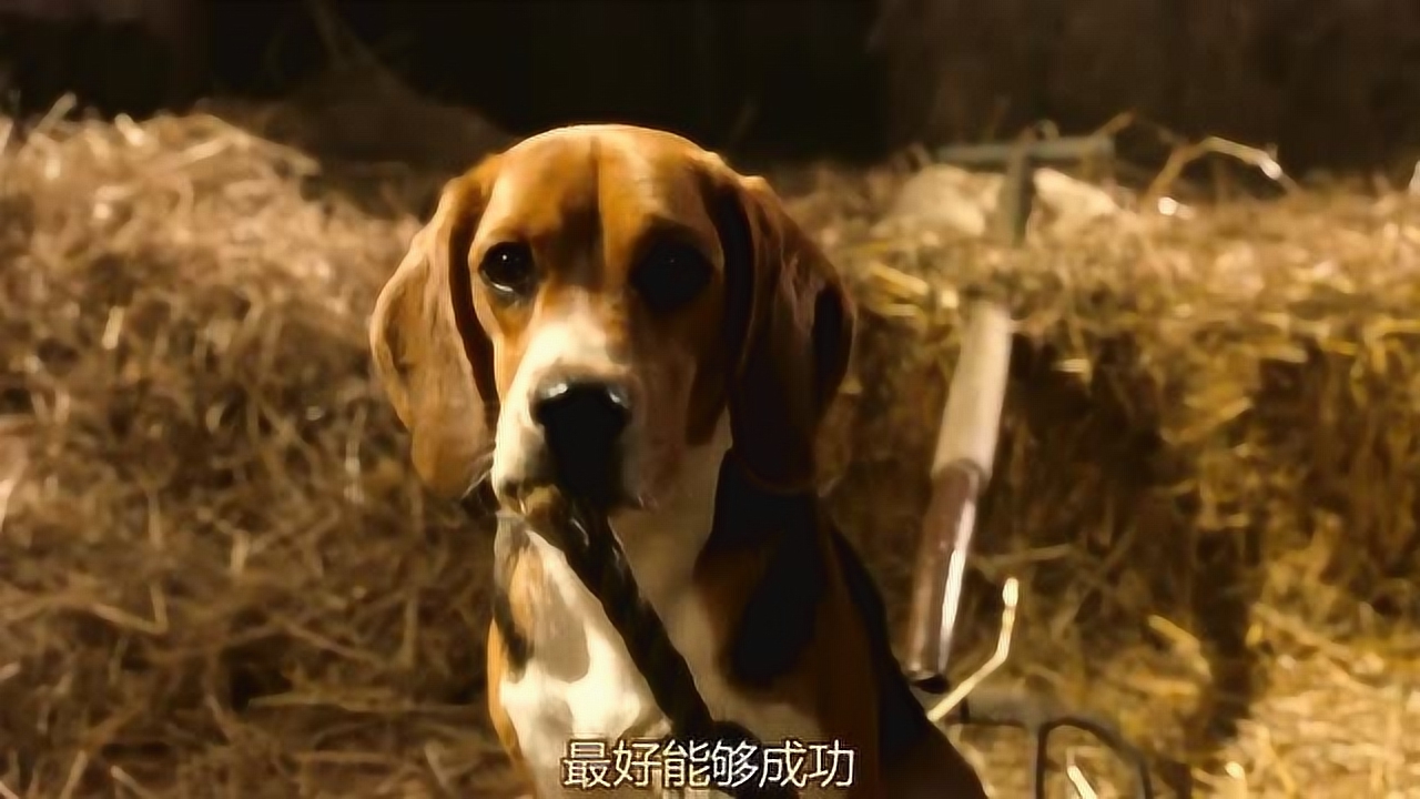 梦见被2条狗追咬，解读梦境背后的深层含义