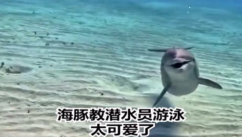 海豚教潜水员游泳 太可爱了 不愧是人类的好朋友 腾讯视频