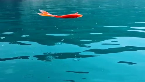 鱼视频金鱼 腾讯视频