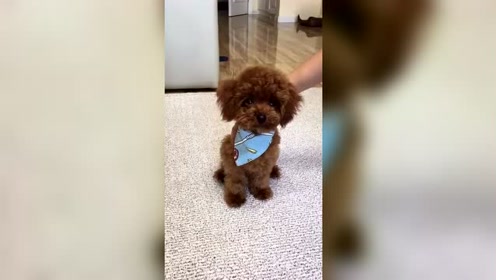 匍匐前进的狗狗 腾讯视频