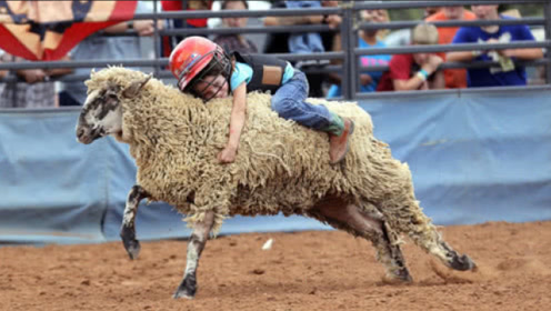 西班牙传统的"骑羊比赛",参赛者全是儿童,网友:不怕摔哭?