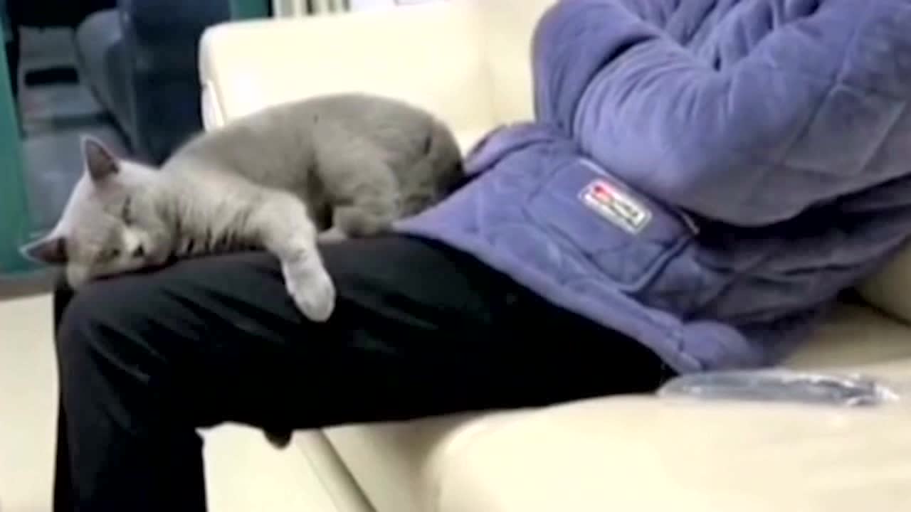 这只猫咪可真是个鬼机灵,知道自己睡觉姿势不好受,居然想把小伙腿合上