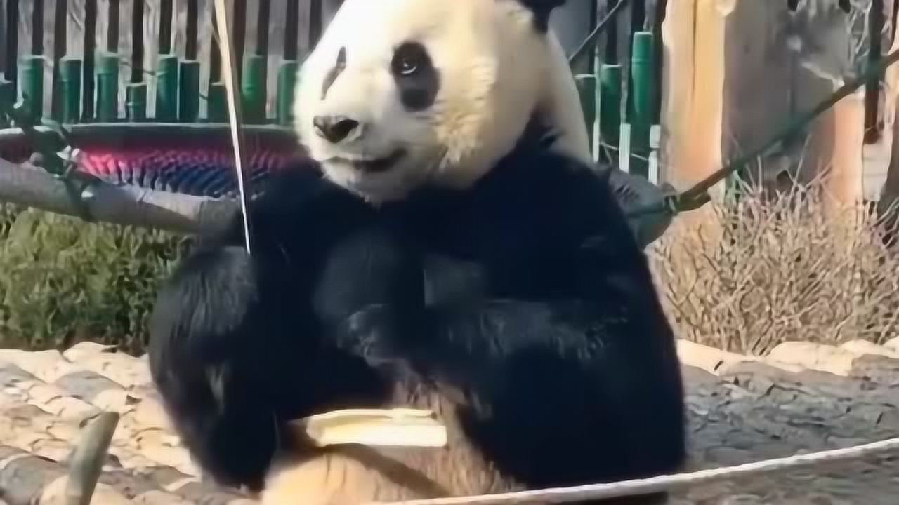 熊猫表演拉二胡,结果尴尬了,恕我直言看完这个视频后又长知识了!