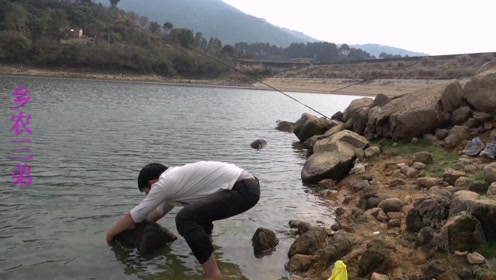 广西钦州古道岭下的英雄岭水库摸,三弟摸石螺,一个半钟摸到好多