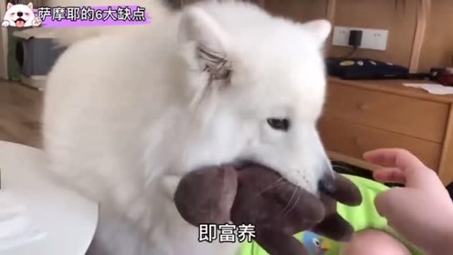 萨摩耶犬新闻 腾讯视频