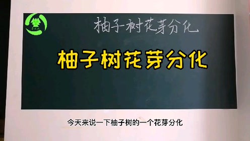 柚子树没有果子 做好环割促花来年才丰产 腾讯视频