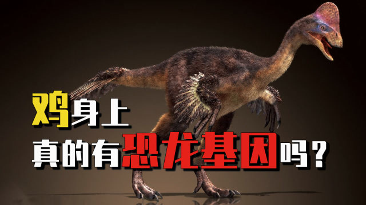 霸王龙并没有灭绝?反而进化成人的盘中餐,细数鸡身上的恐龙基因!